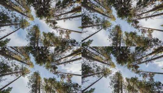 抬头看森林景观高清在线视频素材下载