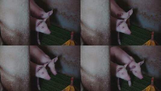 畜牧场的小猪高清在线视频素材下载