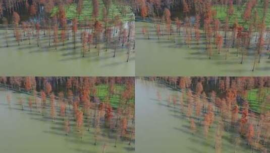 4K上海西郊野水上公园杉树高清在线视频素材下载