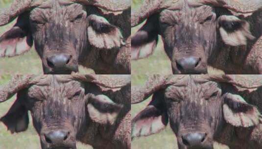 非洲水牛在看着镜头高清在线视频素材下载