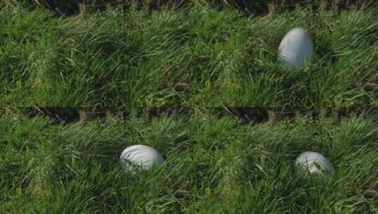 橄榄球落在地上高清在线视频素材下载