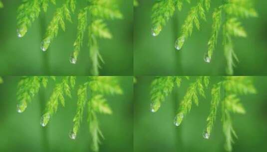 水滴从树叶上落下高清在线视频素材下载