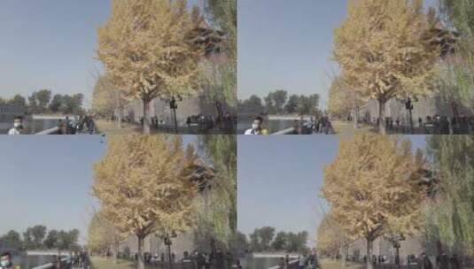 北京故宫银杏树银杏意境阳光4K实拍高清在线视频素材下载