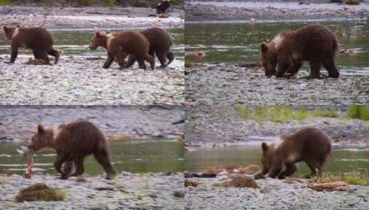 科迪亚克熊在小溪边高清在线视频素材下载