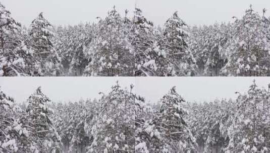 白雪覆盖的森林高清在线视频素材下载