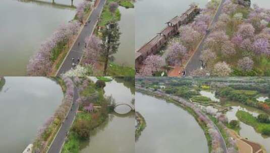 广州海珠湿地紫荆花高清在线视频素材下载