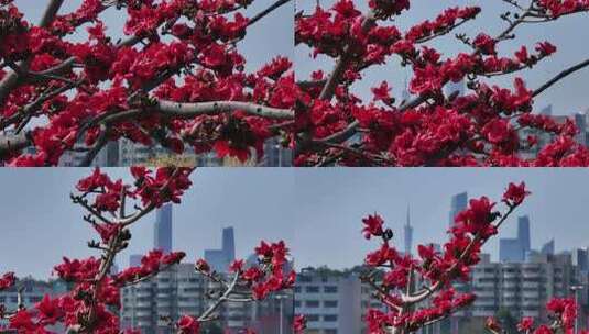 盛开的木棉花特写高清在线视频素材下载