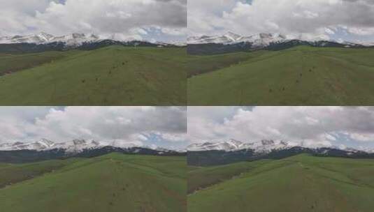 航拍新疆琼库什台雪山森林草原高清在线视频素材下载