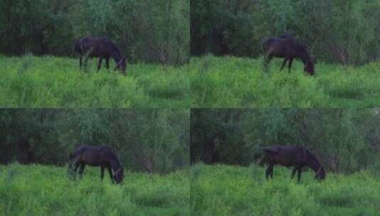 马在草地上吃草高清在线视频素材下载
