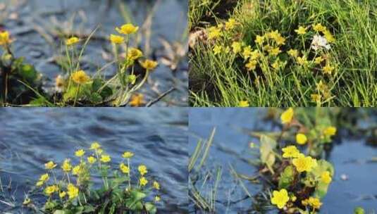 野生药用植物：中华金腰子合集高清在线视频素材下载