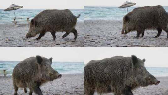 巨大的野猪在海滩寻找东西高清在线视频素材下载