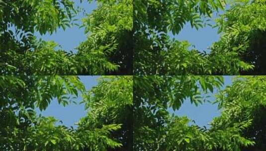 夏天阳光树叶唯美风景高清在线视频素材下载