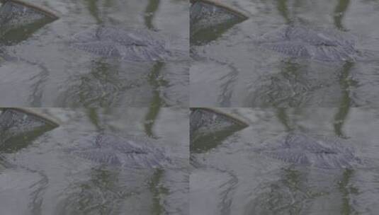 湖北涨渡湖春天湿地水面死去白鹭被打捞地拍高清在线视频素材下载
