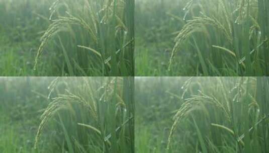 雨中的稻穗水稻特写雨露水珠田野高清在线视频素材下载