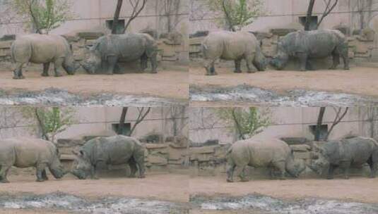 两只犀牛打架高清在线视频素材下载