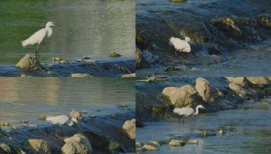 白鹭在小溪河流抓鱼觅食高清在线视频素材下载