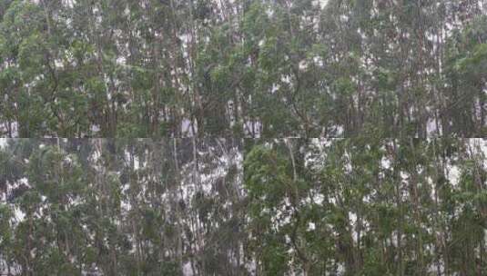 台风森林狂风暴雨风吹树林风吹雨打树木下雨高清在线视频素材下载