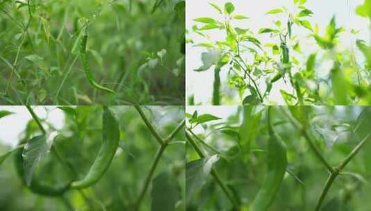 绿色食品原生态辣椒有机辣椒农产品农村自种高清在线视频素材下载
