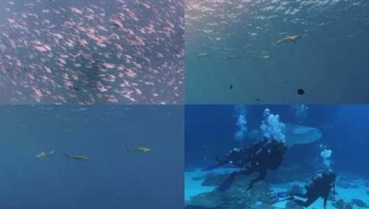 潜水员在海洋中潜水鱼群高清在线视频素材下载