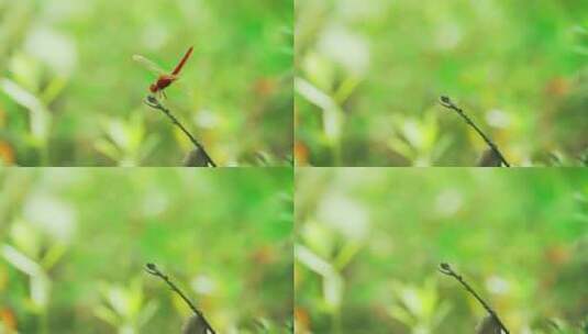 大自然红蜻蜓高清在线视频素材下载