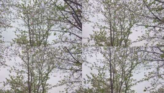 樱花树林风铃素材高清在线视频素材下载