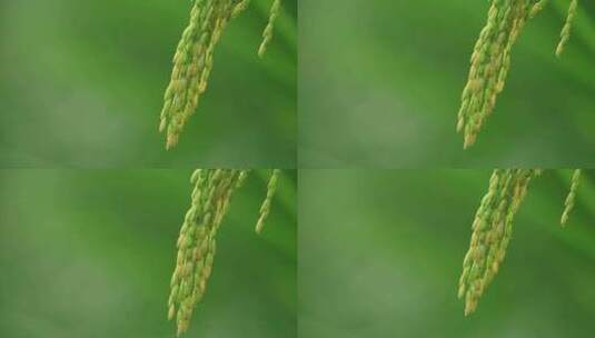 农村稻田水稻稻穗特写镜头高清在线视频素材下载