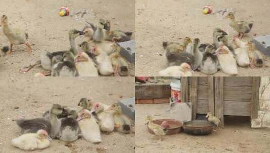 C福建晋江围头村幼年家畜高清实拍视频高清在线视频素材下载