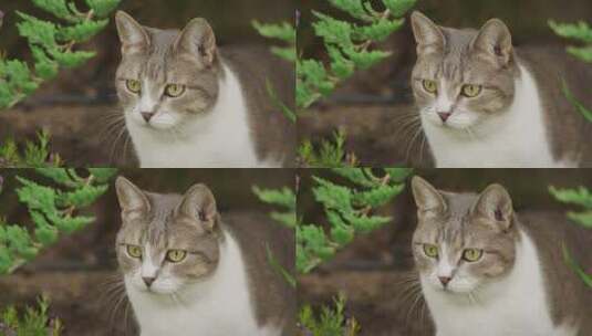 花园里的流浪猫特写高清在线视频素材下载