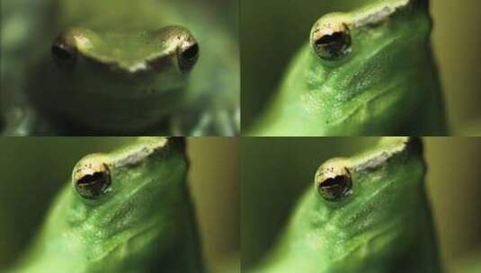 一只树蛙高清在线视频素材下载