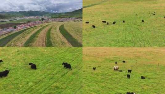 初秋的草原、藏族村庄、牦牛吃草高清在线视频素材下载