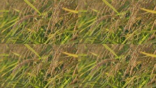 秋季的水稻已经成熟，黑龙江的水稻五常水稻高清在线视频素材下载
