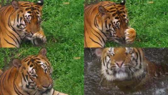 4K动物园里的老虎高清在线视频素材下载