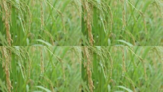 成熟的稻穗水稻特写雨露水珠田野高清在线视频素材下载