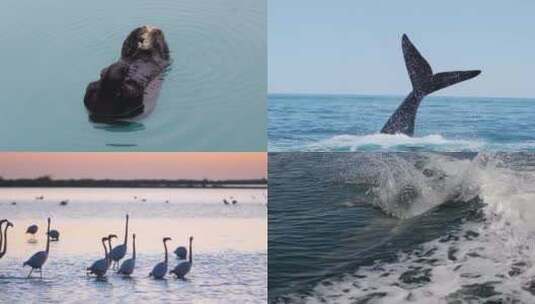 [合集] 水面上的动物天鹅海豚水獭高清在线视频素材下载