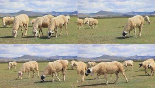 秋天的草原 羊吃草 放牧高清在线视频素材下载