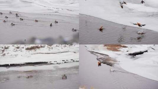 冬天野鸭戏水高清在线视频素材下载