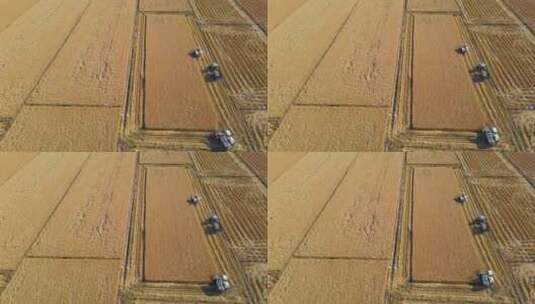 航拍收割机收获的稻田高清在线视频素材下载