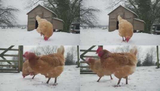 鸡在寒冷的冬天在有机农场觅食 自由放养高清在线视频素材下载