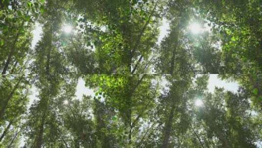 树叶阳光穿透树叶高清在线视频素材下载