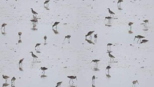 深圳湾飞行觅食的黑尾塍鹬群、鹬鸻群、鸟群高清在线视频素材下载