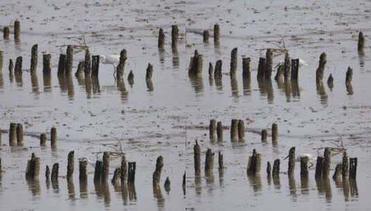 深圳湾的白鹭在休憩觅食升格镜头高清在线视频素材下载