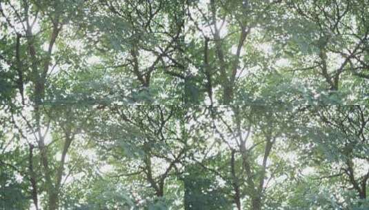 森林阳光透过树叶照射高清在线视频素材下载