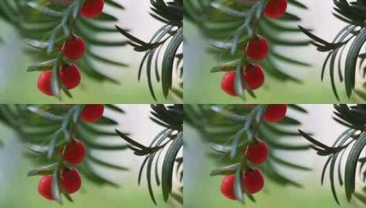 秋天的红豆杉高清在线视频素材下载