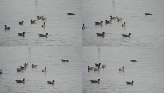 自然深圳赤颈鸭高清在线视频素材下载
