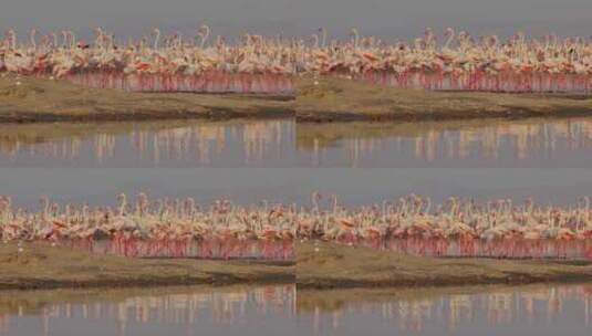 火烈鸟大海海岛湿地湖泊戏水鸟类保护动物高清在线视频素材下载