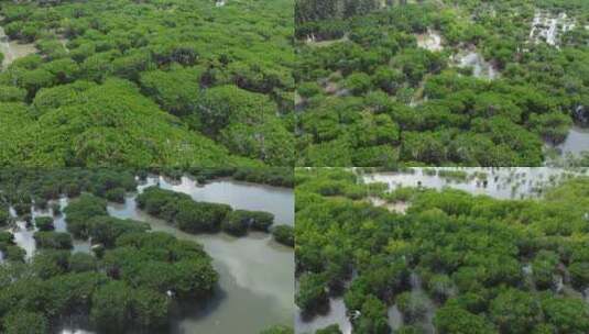 红树林国家湿地公园红树林白鹭飞翔高清在线视频素材下载