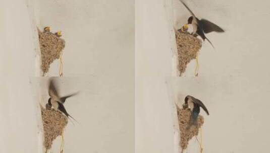 燕窝小燕子喂食雏鸟幼鸟升格高清在线视频素材下载