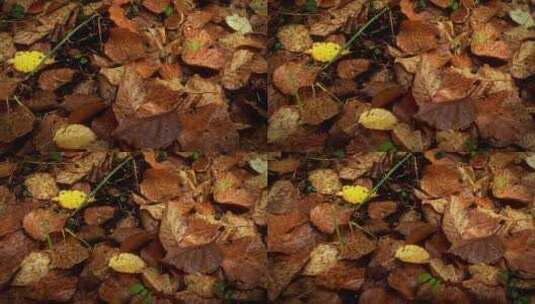 秋天雨后地上的枯叶高清在线视频素材下载