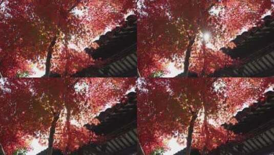 秋天江南古风建筑旁色彩鲜艳的枫叶8K实拍高清在线视频素材下载