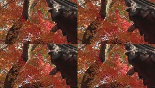 红色枫叶摇晃视频片段空镜高清在线视频素材下载